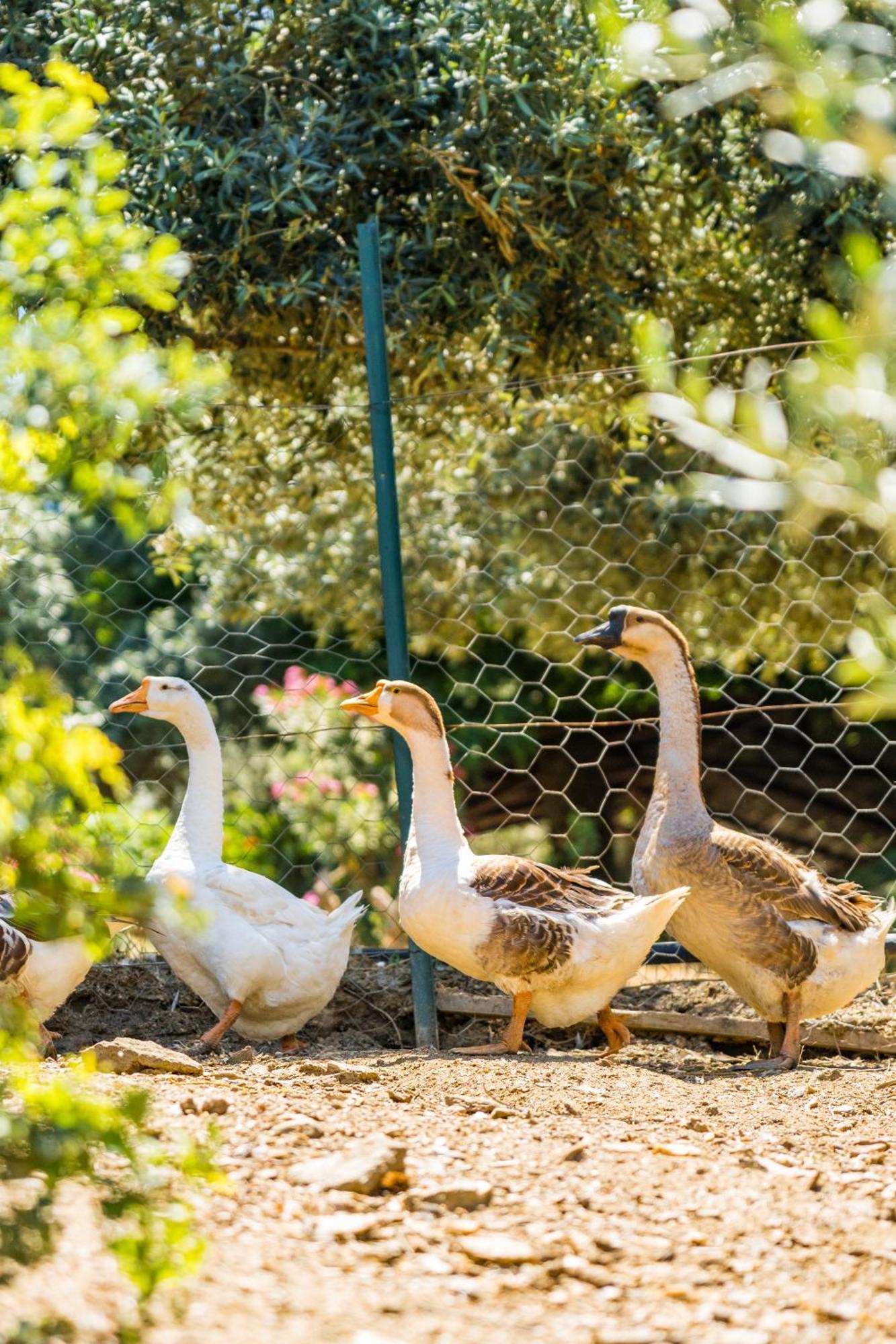 Gullu Konaklari Selçuk Zewnętrze zdjęcie